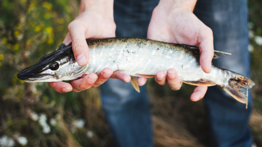 lake-fish
